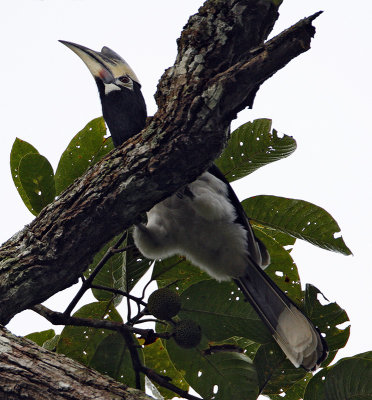 020 - Oriental Pied Hornbill (female)