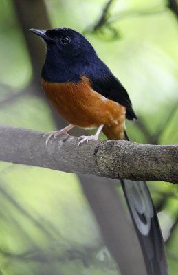 019 - White-rumped Shama (male)