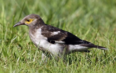 006 - Black-collared Starling (juvenile)