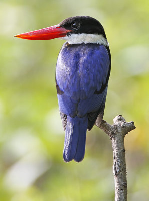 Birds of Thailand (1-50)