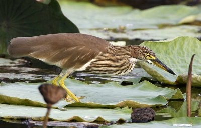 010 - Javan Pond Heron