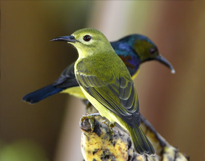 029 - Brown-throated Sunbird (female and male)