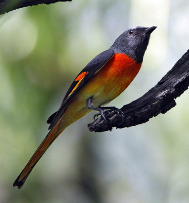 028 - Small Minivet (male)