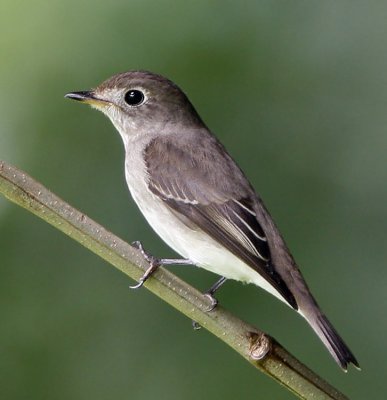 027 - Asian Brown Flycatcher