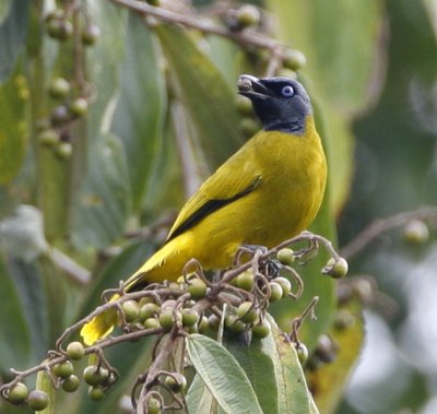 022 - Black-headed Bulbul