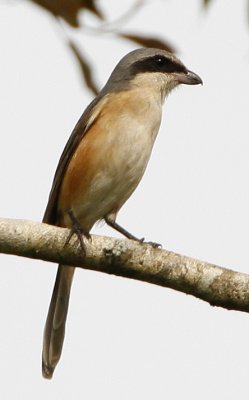 023 - Grey-backed Shrike