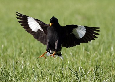 004 - White-vented Myna (not sharp)