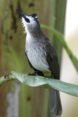 031 - Yellow-vented Bulbul