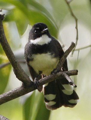 033 - Pied Fantail