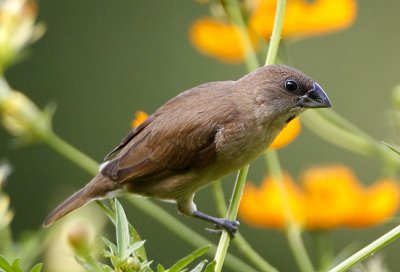 032 - Scaly Breasted Munia (juvenile)