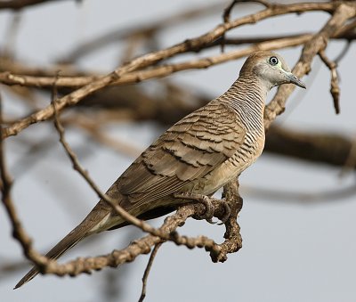 049 - Peaceful Dove (male)