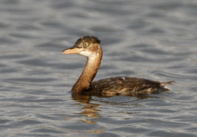 047 - Little Grebe (not sharp)