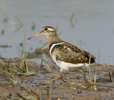 046 - Greater Painted-snipe (male)