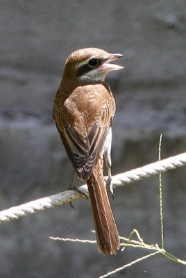 035 - Brown Shrike (male)