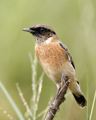 045 - Siberian Stonechat (male)