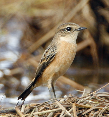 ::Siberian Stonechat::