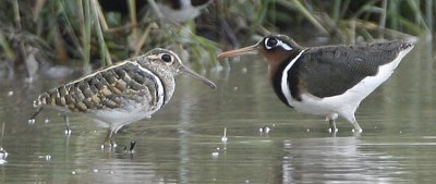 046 - Greater Painted-snipe (male and female)