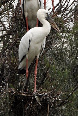 054 - Asian Openbill