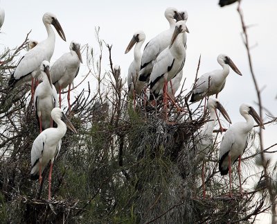 054 - Asian Openbill