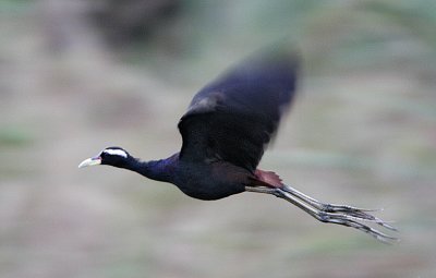 040 - Bronze-winged Jacana (not sharp)