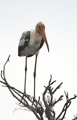 055 - Painted Stork