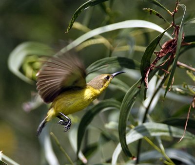 051 - Olive-backed Sunbird (female)
