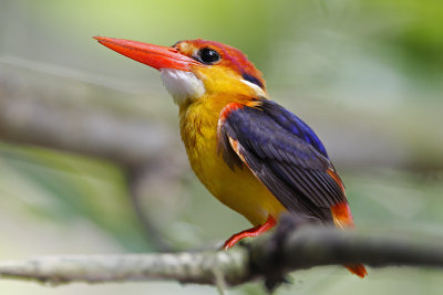 Black-backed Kingfisher