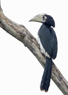 Oriental Pied Hornbill (juvenile)