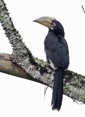 Oriental Pied Hornbill (juvenile)