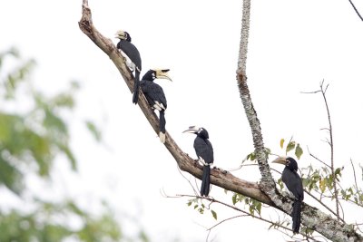 Oriental Pied Hornbill (juveniles and adullts)