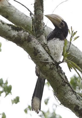 Oriental Pied Hornbill (juvenile)