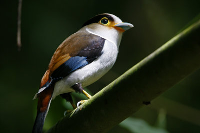 243 ::Silver-breasted Broadbill::