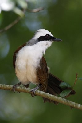 White-crested Laughingthrush