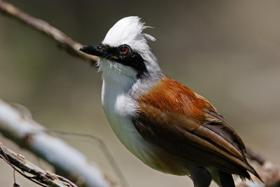 White-crested Laughingthrush