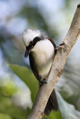 White-crested Laughingthrush