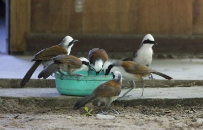 White-crested Laughingthrushes