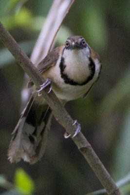 Lesser Necklaced Laughingthrush