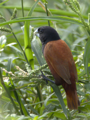 Black-headed Munia