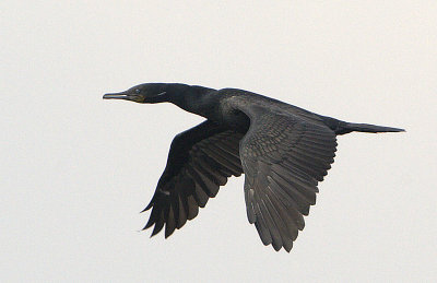 Indian Cormorant (breeding)