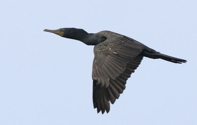 Indian Cormorant (breeding)