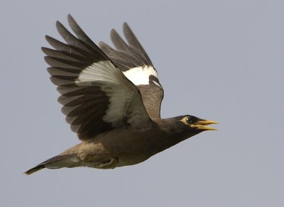 Common Myna