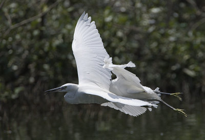 Little Egrets colliding