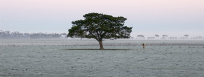 Frosty Sunrise