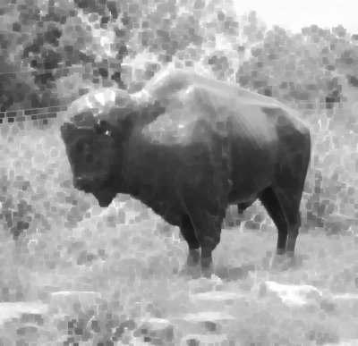 DSC_0008_BUFFALO_MORPH.jpg