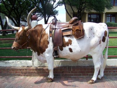 FortWorth3 002.jpg