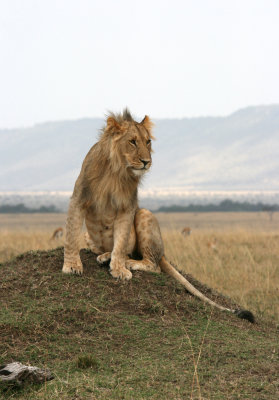 young male lion