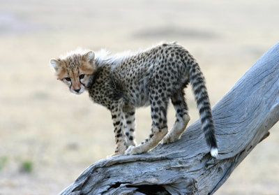 cheetah cub 2778.jpg