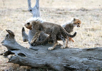 cheetah cubs 2840.jpg