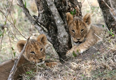 lion cubs 3899.jpg