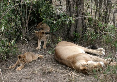 lioness and 3 cubs 3852.jpg